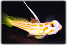 Yasha Hase Shrimp Goby